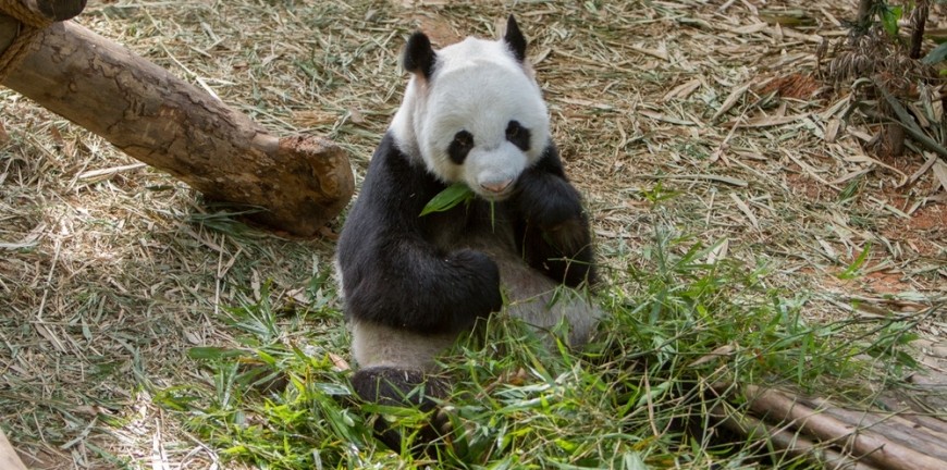 The Low Down On The Google Algorithm's: The Panda Update